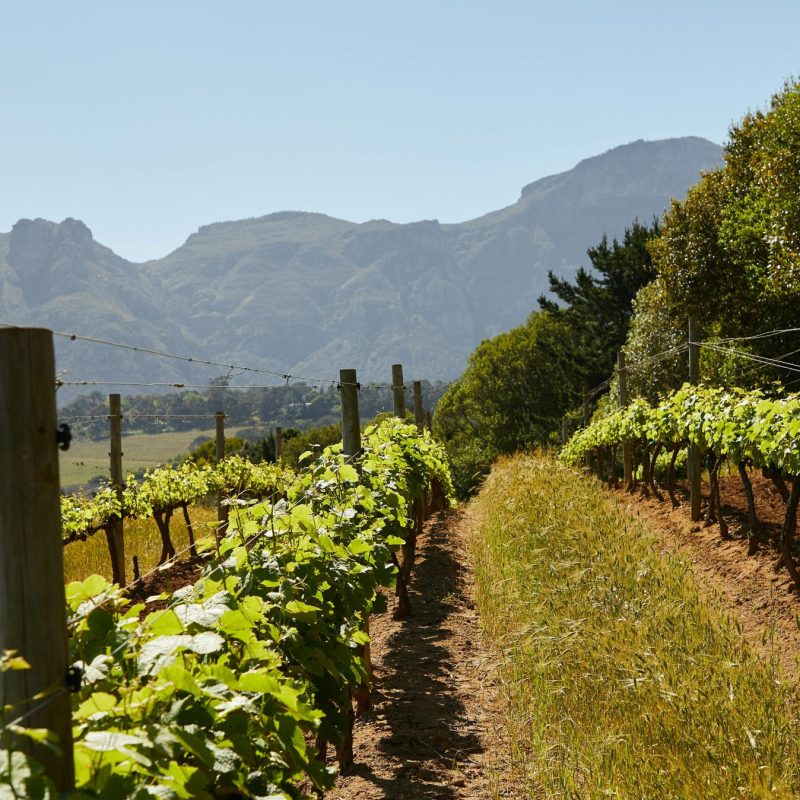 Wine festivals in Mallorca