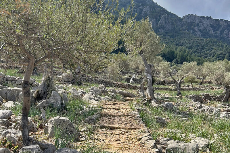 Cala Tuent Coastal Path Hiking Mallorca