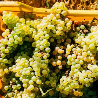 Mallorca wine and grapes