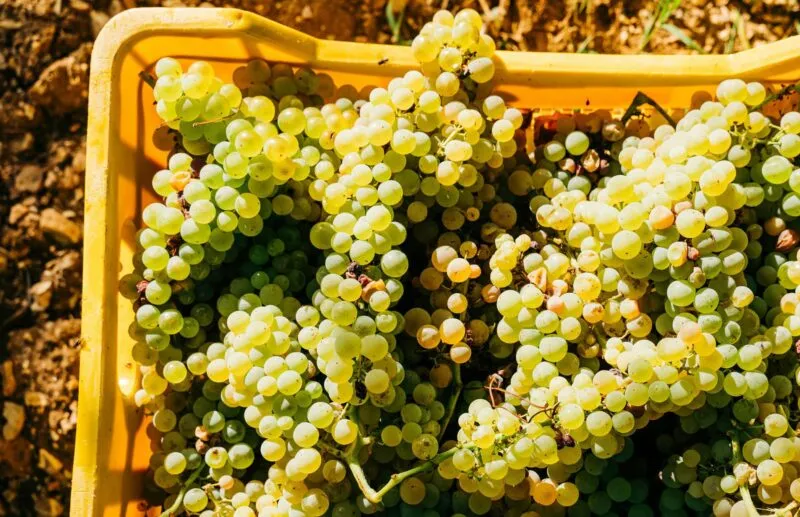 A Guide to Mallorcan Wines: Grapes, Regions & Local Favorites