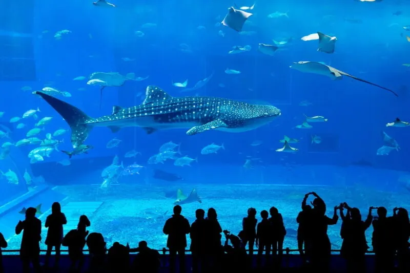 Palma Aquarium with Kids – A Family Adventure Under the Sea