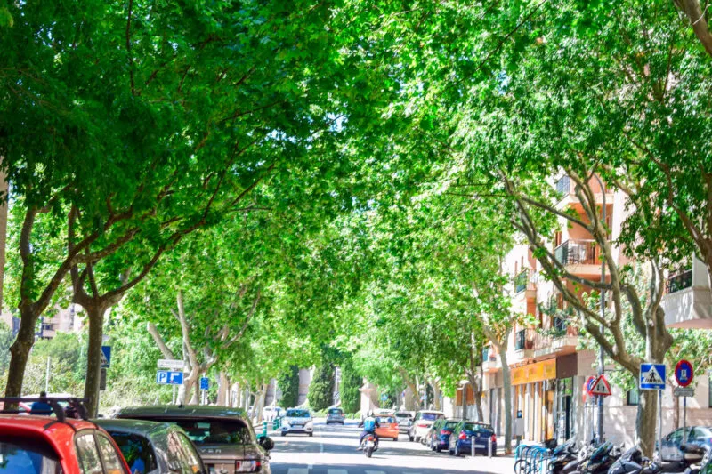 Bons Aires – Palma’s Under-the-Radar Residential Gem