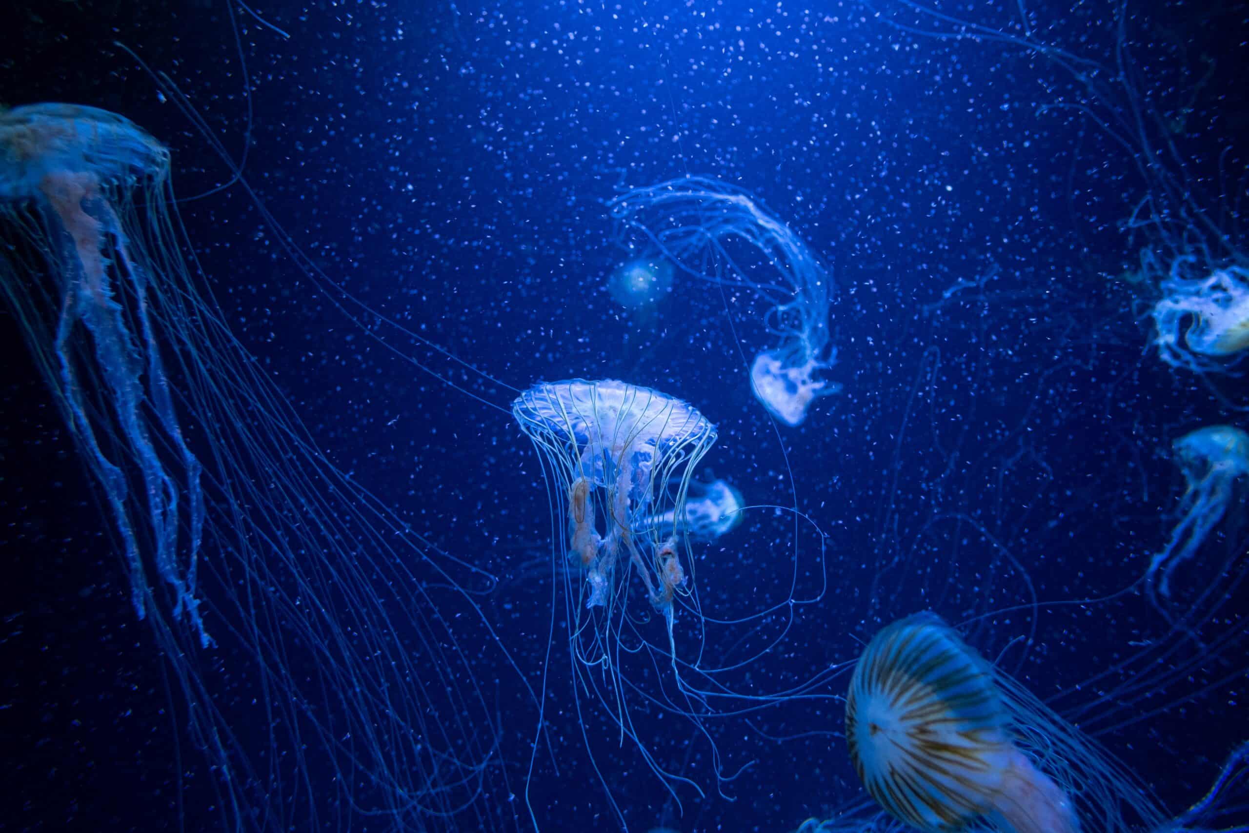 Palma Aquarium with Kids – A Family Adventure Under the Sea 3 Palma aquarium jelly fish