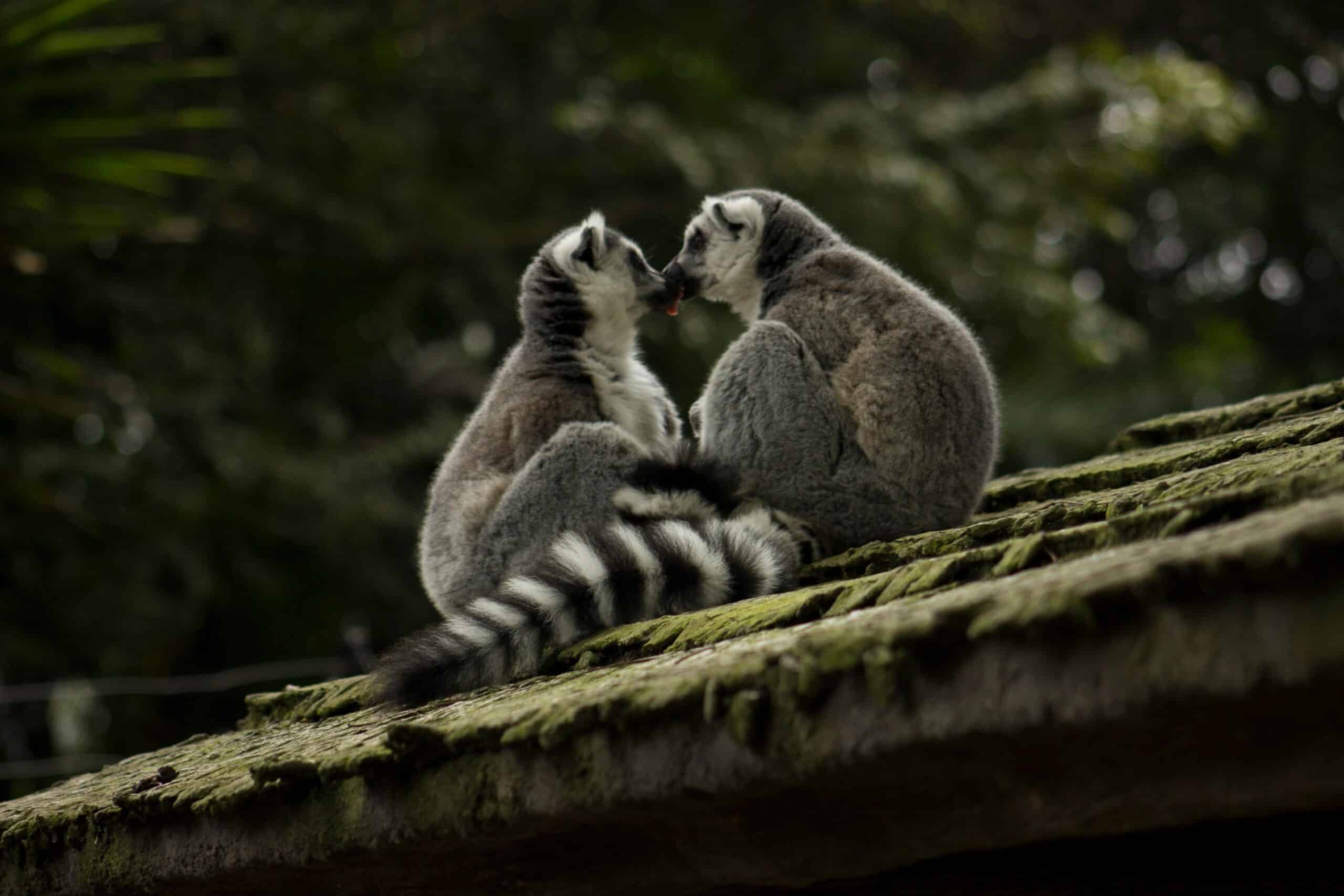 Natura Parc Zoo Mallorca – A Family Day Out in Nature 5 Natura Parc Zoo Mallorcas mission