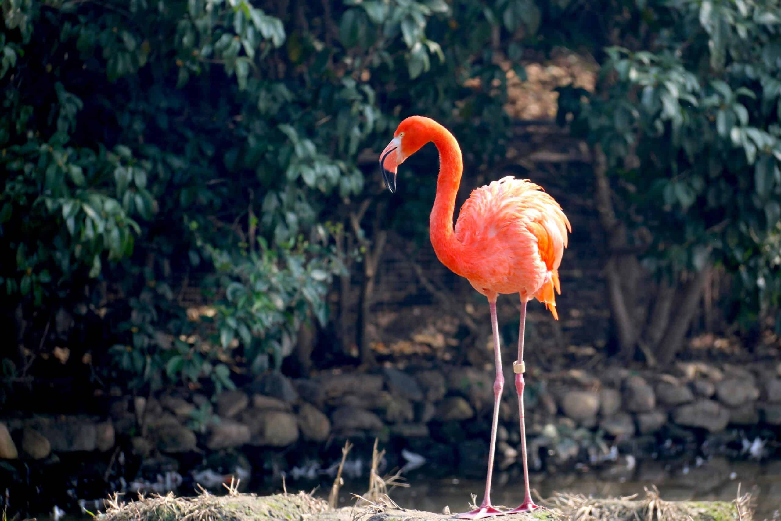 Natura Parc Zoo Mallorca – A Family Day Out in Nature 6 Natura Parc Zoo Mallorca for familys
