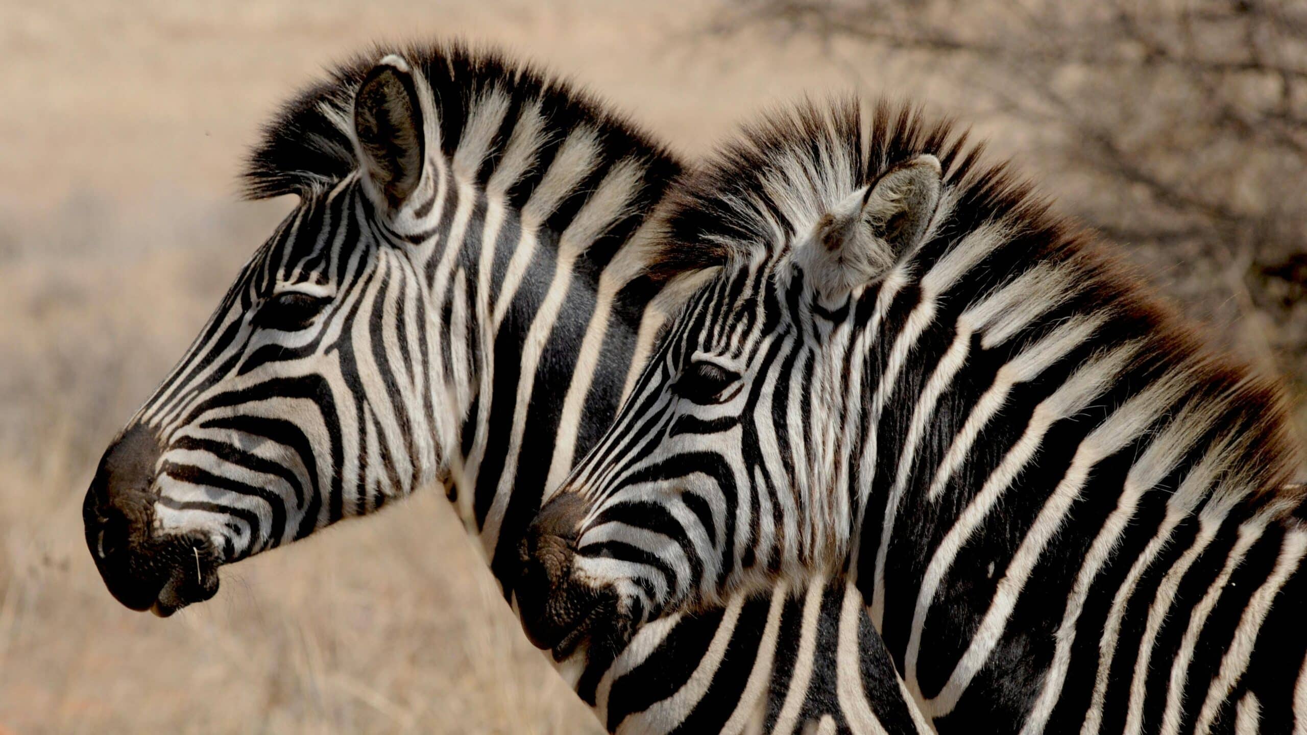 Natura Parc Zoo Mallorca – A Family Day Out in Nature 4 Zebras in Natura Parc Zoo Mallorca