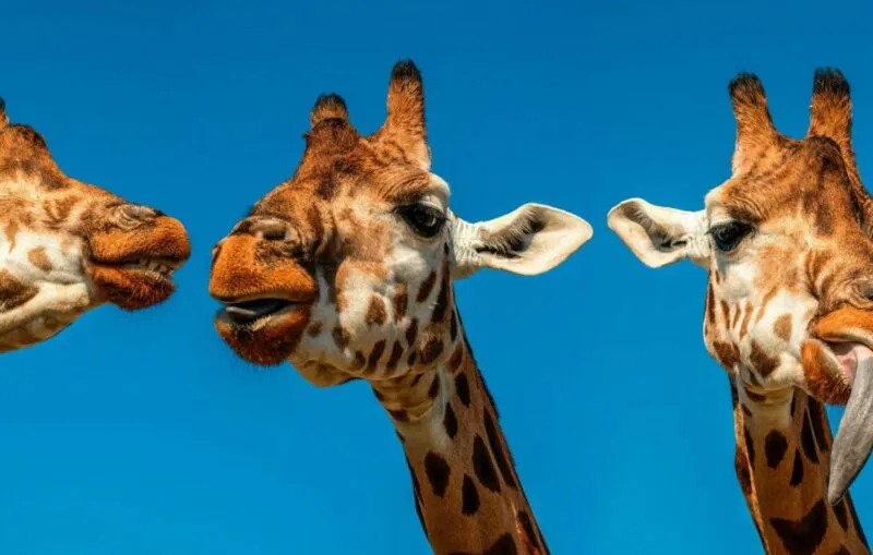 Natura Parc Zoo Mallorca – A Family Day Out in Nature