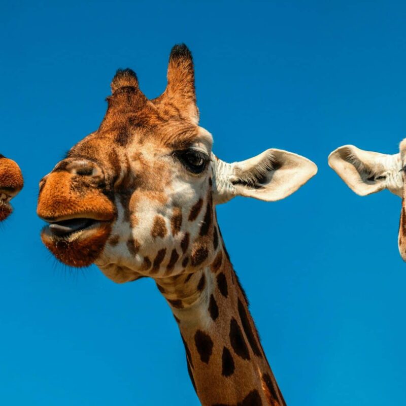 Natura Parc Zoo Mallorca
