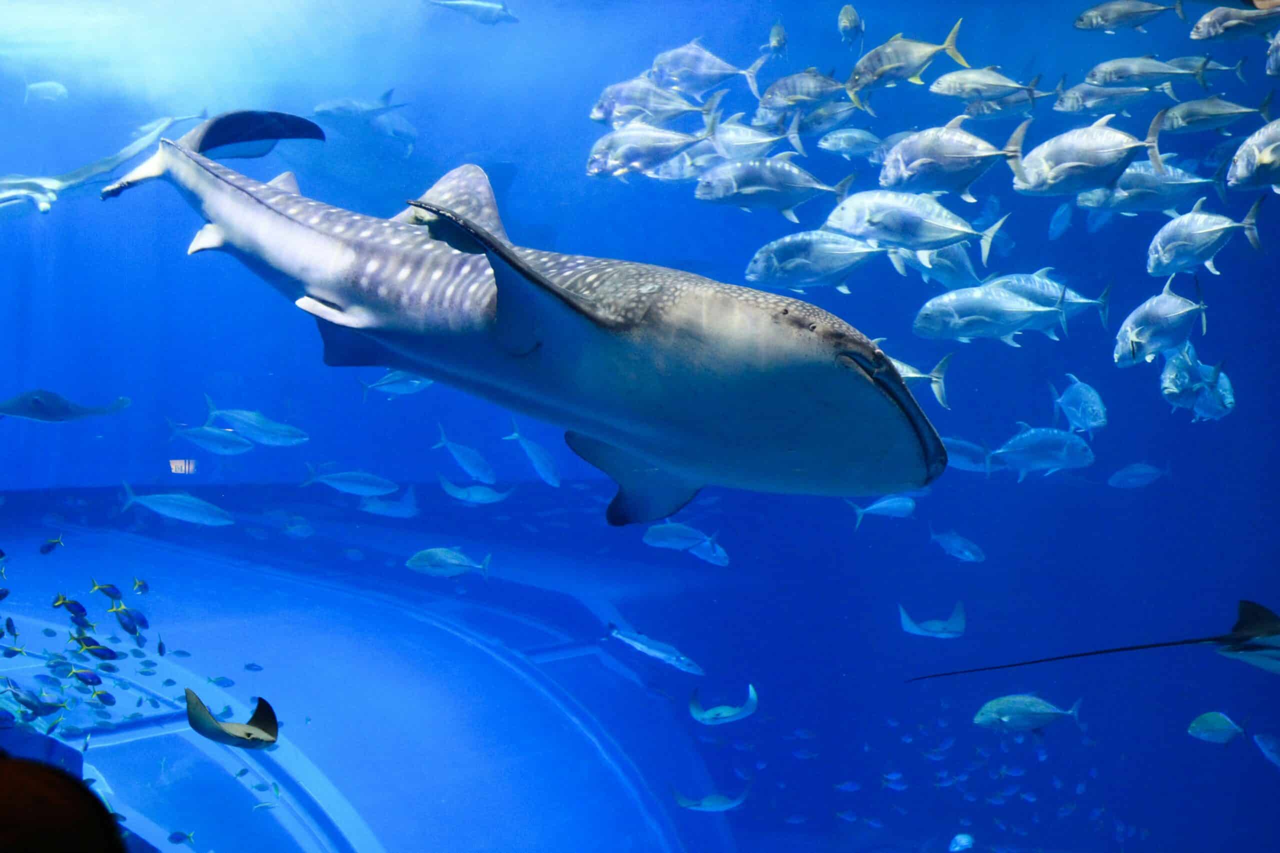 Palma Aquarium with Kids – A Family Adventure Under the Sea 4 Palma aquarium dive with sharks