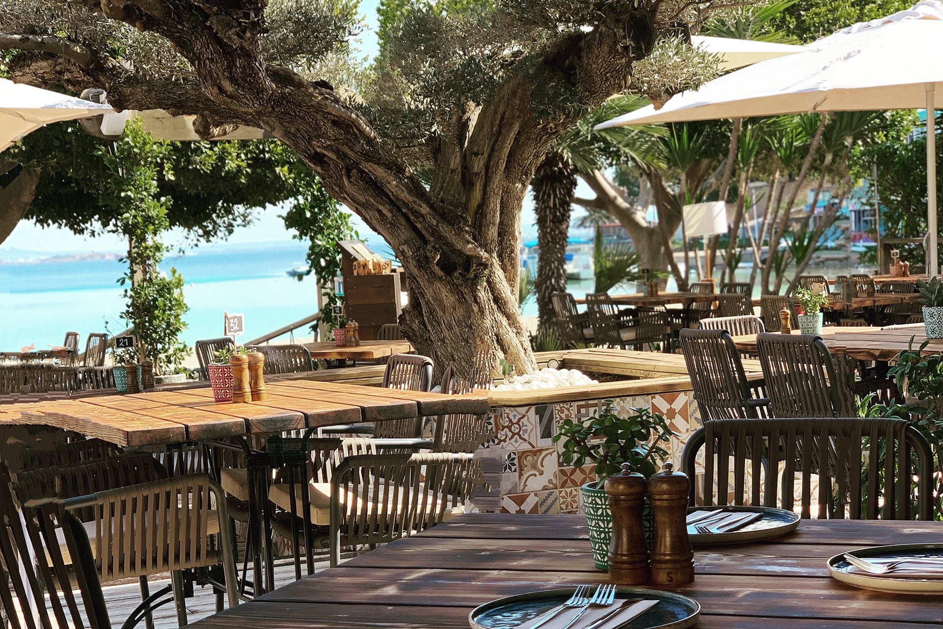  The Olive Tree