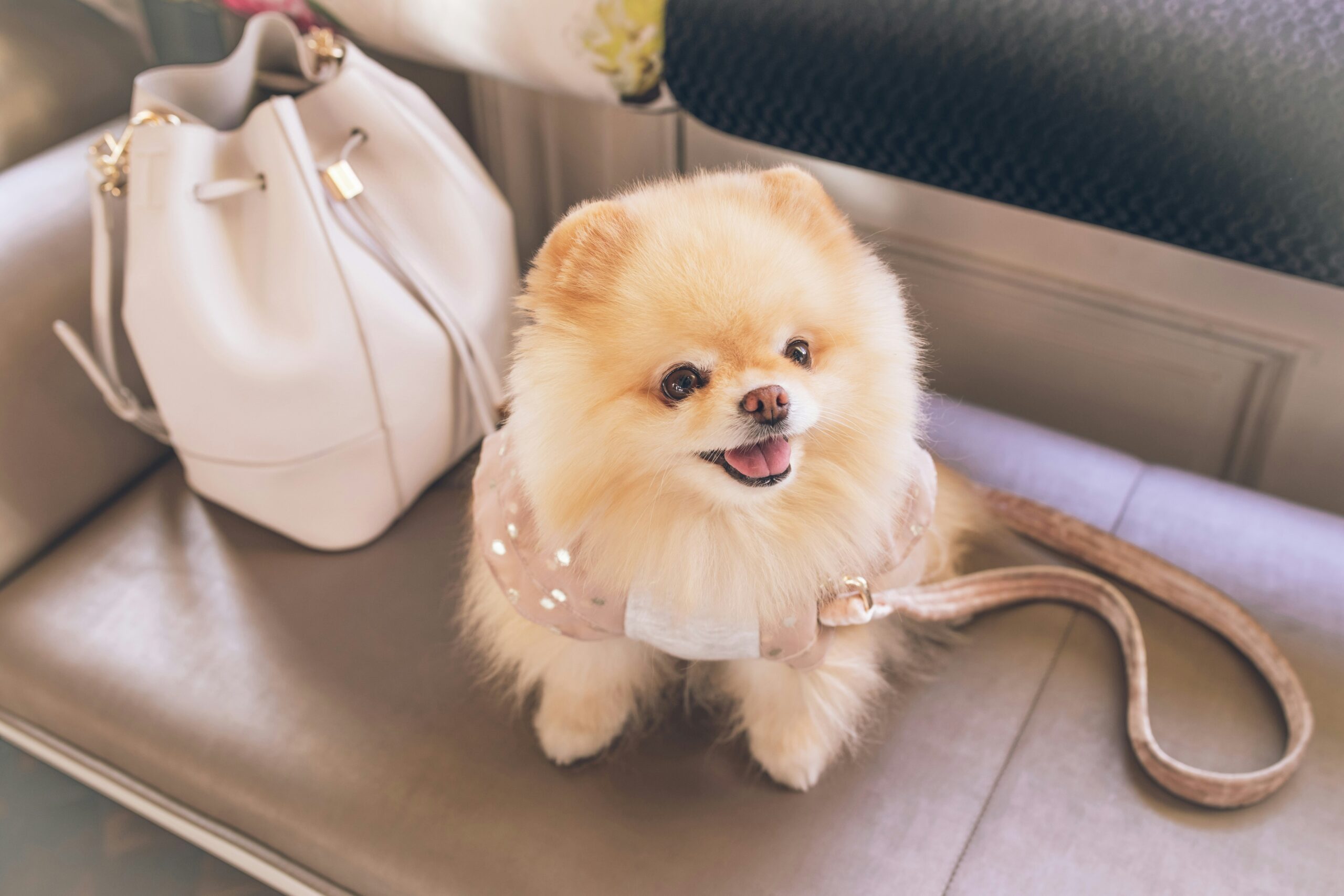 How to Travel to Mallorca with a Pet
