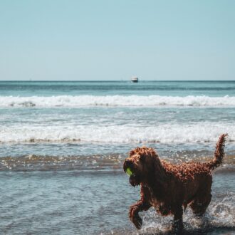 Dog friendly beaches in Mallorca