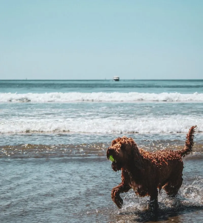 Pet-Friendly Mallorca: Beaches, Hotels & Restaurants
