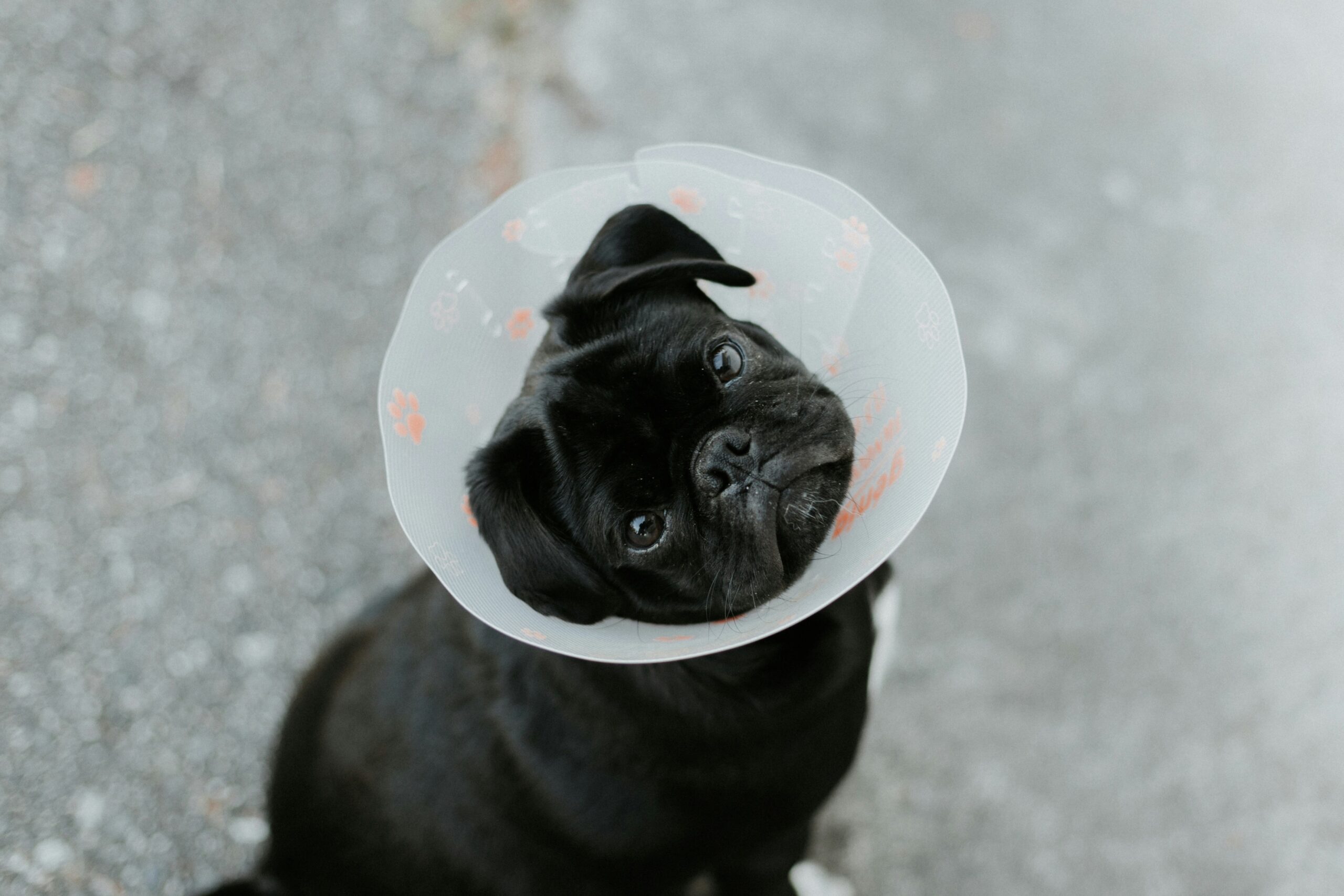 Veterinary Services in Mallorca