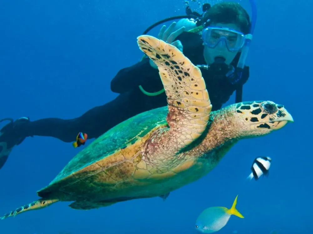 Santa Ponça & El Toro Scuba Diving – Reserve Sites, Malgrats & Easy Palma Access