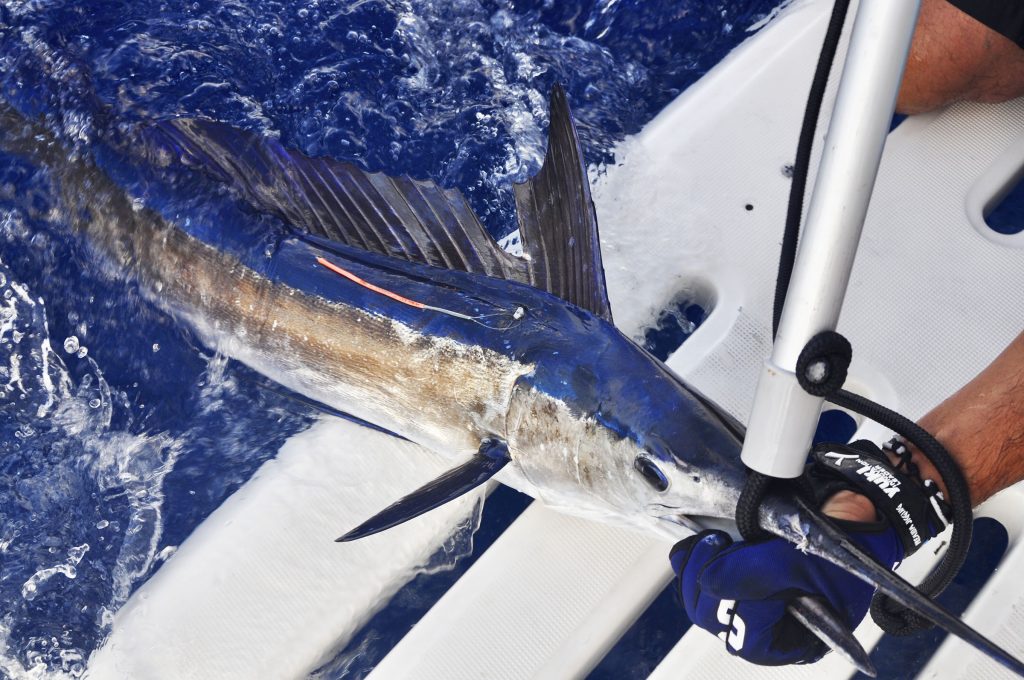 Fishing in Mallorca