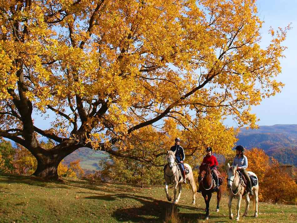 Horse Riding Mallorca