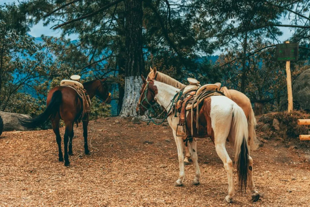 Horseback Riding in Mallorca: Trails, Prices & Practical Tips