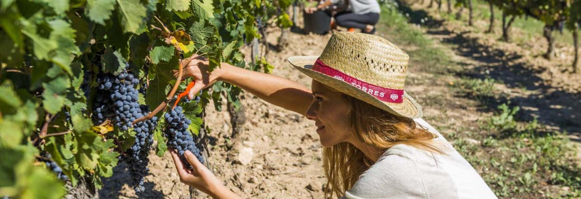 wine event in mallorca